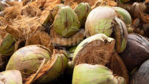 棕榈壳、榴莲壳、椰子壳破碎至20mm用单轴撕碎机行不行？