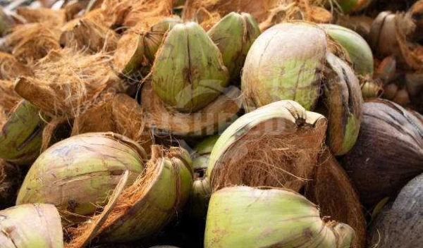 棕榈壳、榴莲壳、椰子壳破碎至20mm用单轴撕碎机行不行？